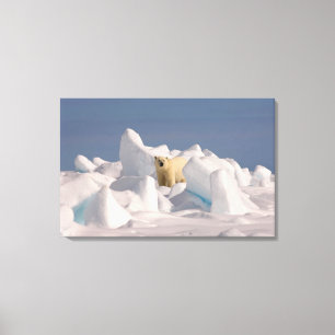 polair beer, Ursus maritimus, in ruw ijs Canvas Afdruk