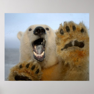 polair beer, Ursus maritimus, merkwaardig in 2 Poster