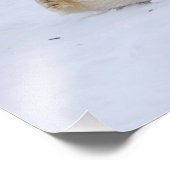 polair beer, Ursus maritimus, welp rollen Foto Afdruk (Hoek)