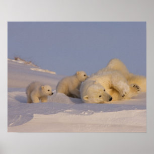 polair beer, Ursus maritimus, zaag met spelen Poster
