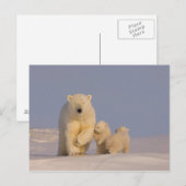 polair beer, Ursus maritimus, zeug met pasgeborene Briefkaart (Voorkant / Achterkant)