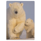 polair beer, Ursus maritimus, zeug met pasgeborene Klembord (Achterkant)