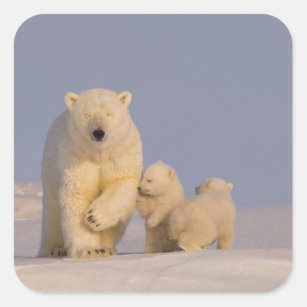 polair beer, Ursus maritimus, zeug met pasgeborene Vierkante Sticker