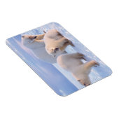 Polair beer zeug met cubs op pakijs aan de kust magneet (Rechterzijde)