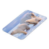 Polair beer zeug met cubs op pakijs aan de kust magneet (Linkerzijde)