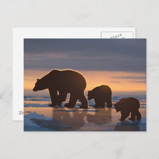 Polaire Beer Briefkaart (Voorkant / Achterkant)