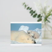 Polaire beer cub 1 briefkaart (Staand voorkant)