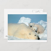 Polaire beer cub 1 briefkaart (Voorkant / Achterkant)