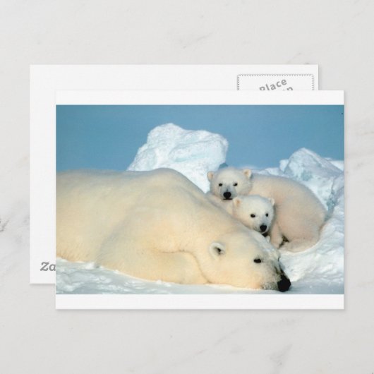 Polaire beer cub 1 briefkaart (Voorkant / Achterkant)