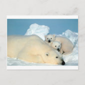 Polaire beer cub 1 briefkaart (Voorkant)