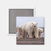 Polaire Beer Magneet (Voorkant / Achterkant)