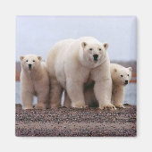 Polaire Beer Magneet (Voorkant)