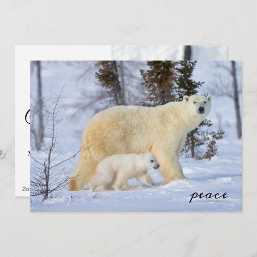 Polaire Beer moeder en kubus op de toendra Feestdagenkaart (Voorkant / Achterkant)