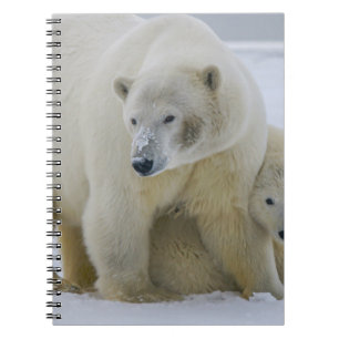 POLAIRE BEER MOEDER EN NORTHERN ALASKA NOTITIEBOEK