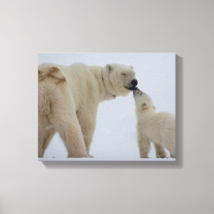 Polaire Beer moeder met kubusje Canvas Afdruk