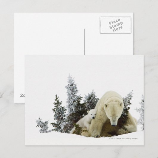 Polaire Beren bij Nationaal Park Wapusk Briefkaart (Voorkant / Achterkant)