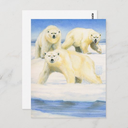 Polaire Beren Briefkaart (Voorkant / Achterkant)