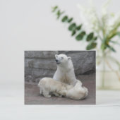 Polaire beren briefkaart (Staand voorkant)