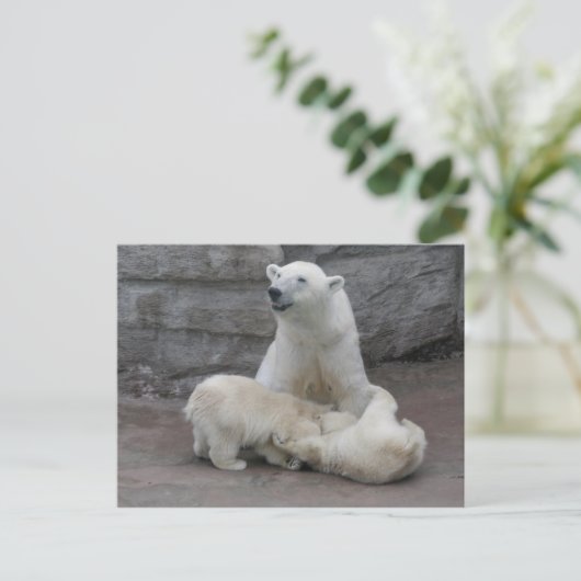 Polaire beren briefkaart (Staand voorkant)