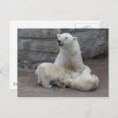 Polaire beren briefkaart (Voorkant / Achterkant)