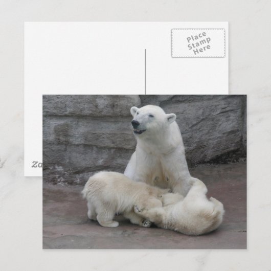 Polaire beren briefkaart (Voorkant / Achterkant)