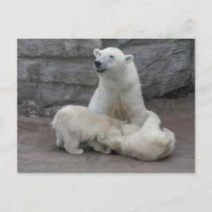Polaire beren briefkaart