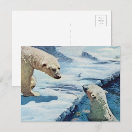polaire beren briefkaart (Voorkant / Achterkant)