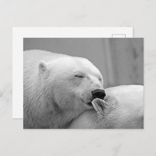 Polaire beren briefkaart (Voorkant / Achterkant)
