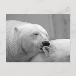 Polaire beren briefkaart