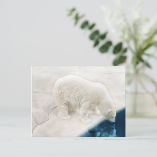 Polaire beren briefkaart (Staand voorkant)