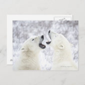 Polaire Beren die in de sneeuw spelen Briefkaart (Voorkant / Achterkant)