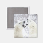 Polaire Beren die in de sneeuw spelen Magneet (Voorkant / Achterkant)