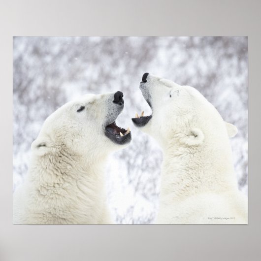 Polaire Beren die in de sneeuw spelen Poster (Voorkant)