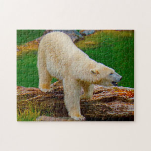 Polaire Beren. Legpuzzel