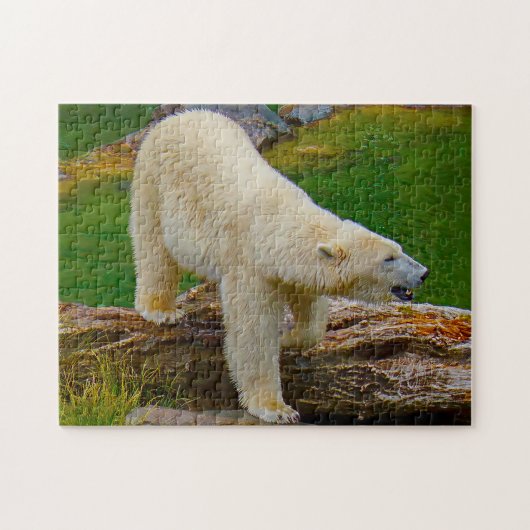 Polaire Beren. Legpuzzel (Horizontaal)