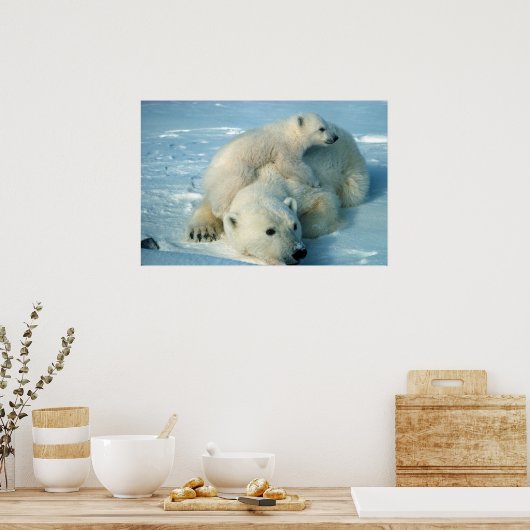 Polaire Beren Poster (Keuken)