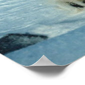 Polaire Beren Poster (Hoek)