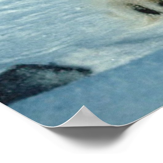 Polaire Beren Poster (Hoek)