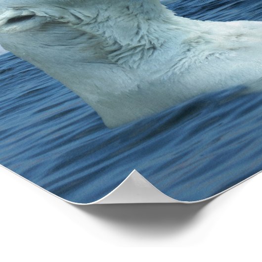 Polaire Beren spelen in het Poster van de Noordeli (Hoek)