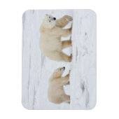 Polaire Beren vrouw en twee cubs 2 Magneet (Verticaal)