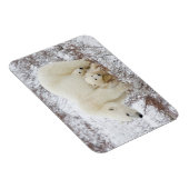 Polaire Beren vrouw en twee cubs Magneet (Rechterzijde)