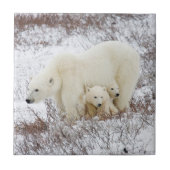Polaire Beren vrouw en twee cubs Tegeltje (Voorkant)