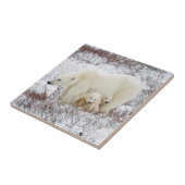 Polaire Beren vrouw en twee cubs Tegeltje (Zijkant)