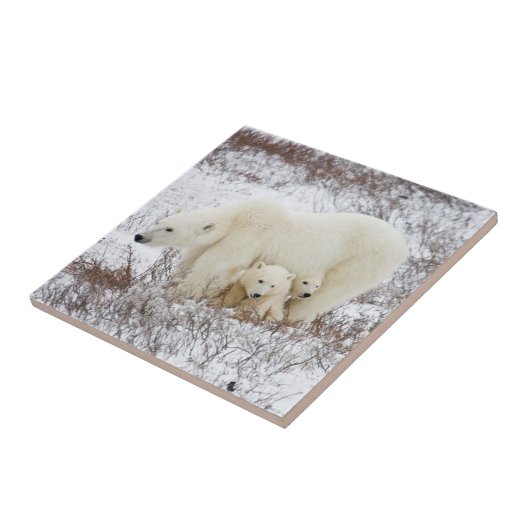 Polaire Beren vrouw en twee cubs Tegeltje (Zijkant)