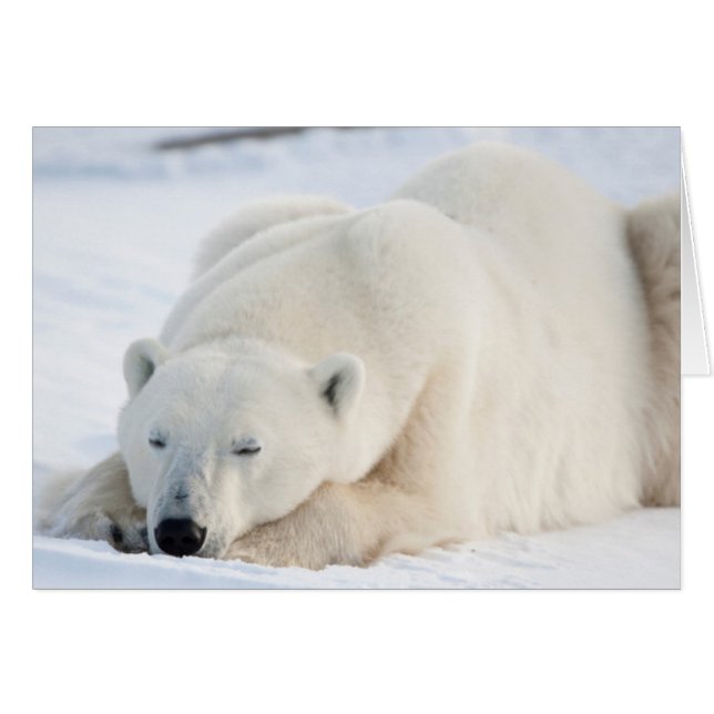 Polar Bear (Voorkant Horizontaal)