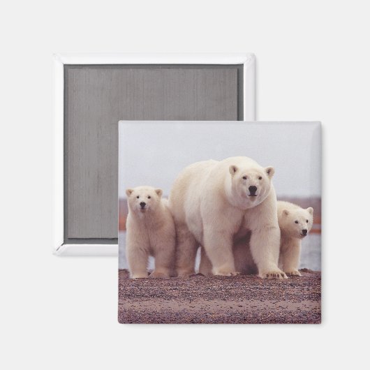 Polar Bear Family Magneet (Voorkant / Achterkant)