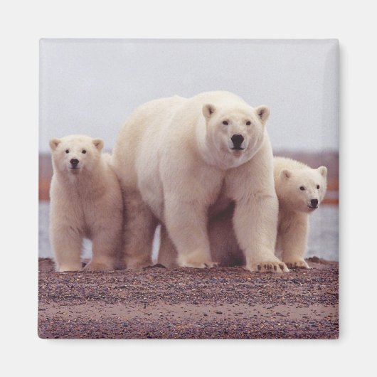 Polar Bear Family Magneet (Voorkant)