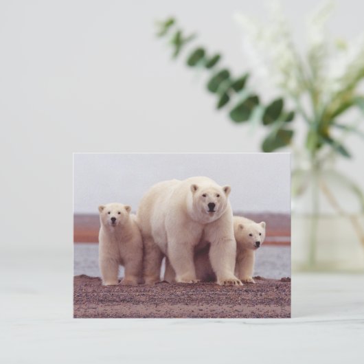Polar Bear Family Mother and Cubs Photo Briefkaart (Staand voorkant)