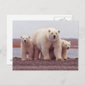 Polar Bear Family Mother and Cubs Photo Briefkaart (Voorkant / Achterkant)