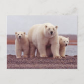 Polar Bear Family Mother and Cubs Photo Briefkaart (Voorkant)